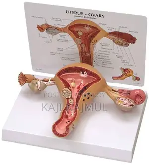 Anatomy of Uterus Model
