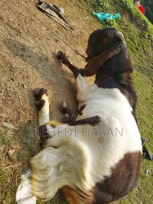 Indian Totapuri Goat