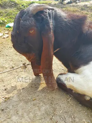 Indian Totapuri Goat
