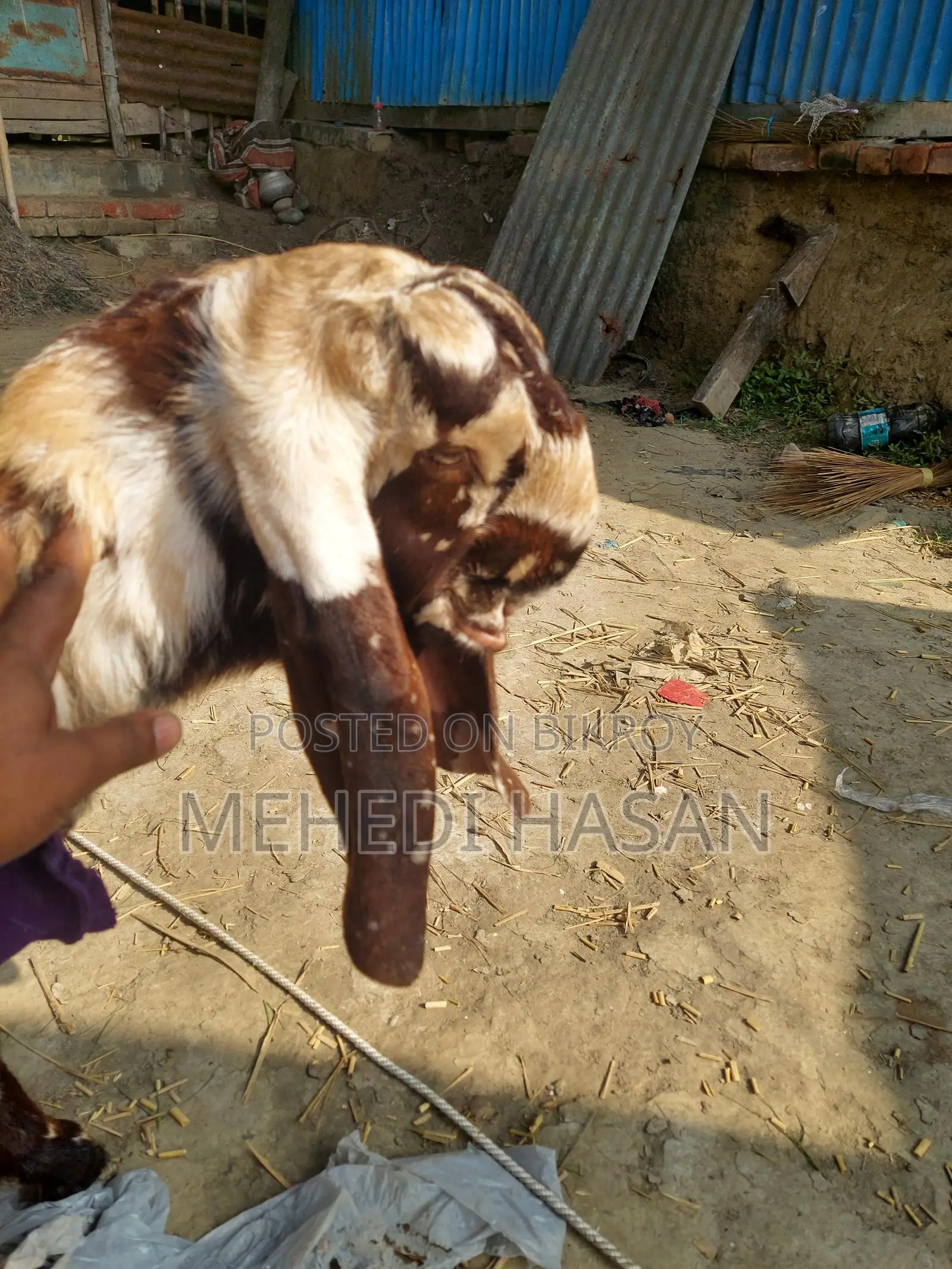 Indian Totapuri Goat