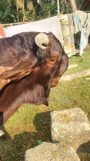 Indian Totapuri Goat