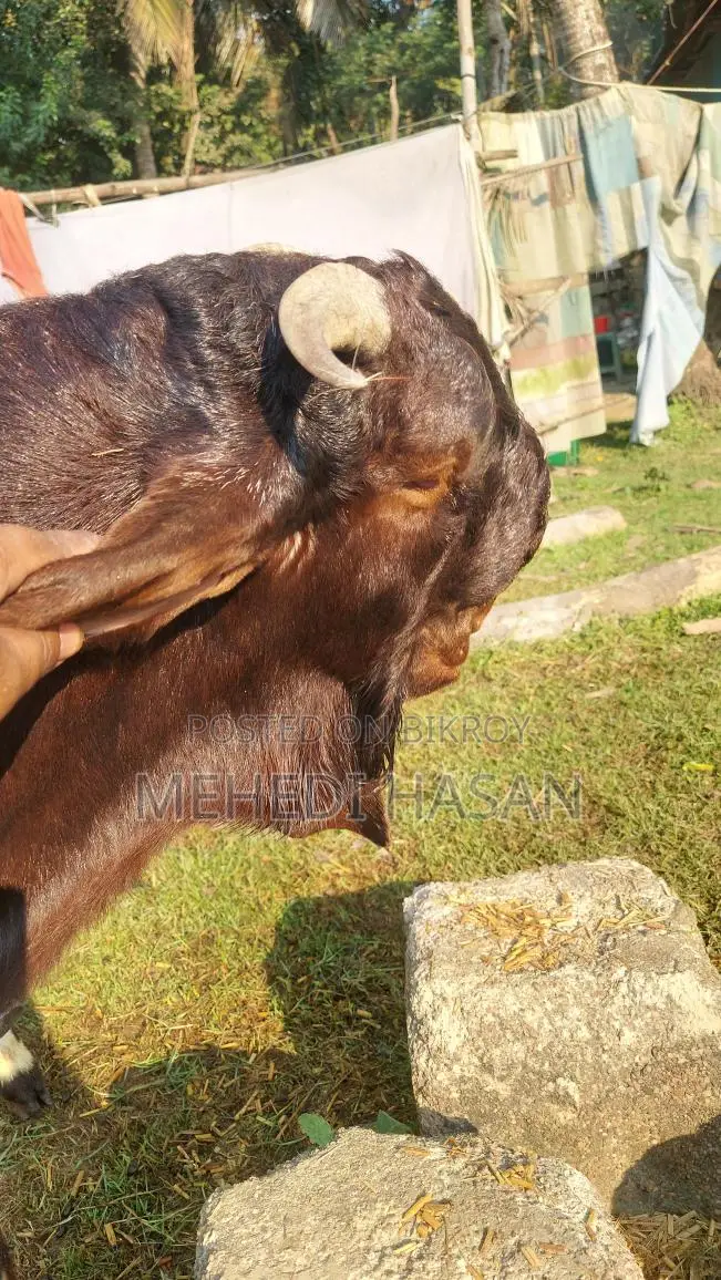 Indian Totapuri Goat