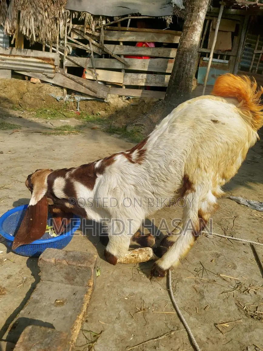 Indian Totapuri Goat