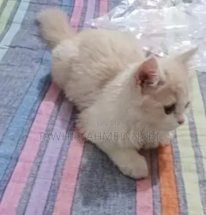 পারশিয়ান বিড়াল