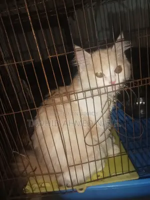 Persian Cat