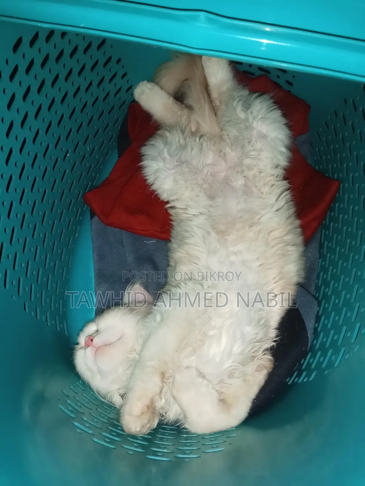Persian Cat
