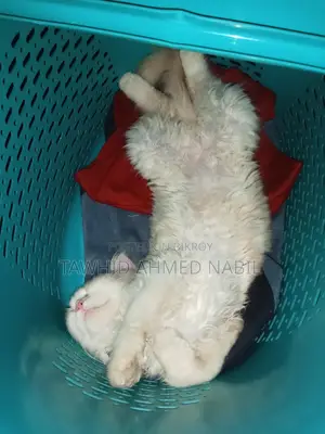 Persian Cat