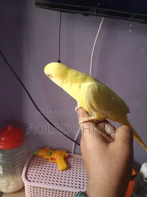 Tame Yellow Parrot