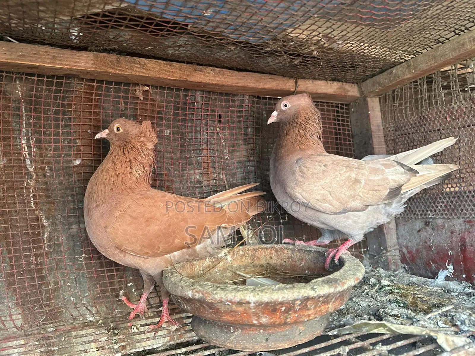100% Pure Bombai Pair Kobutor