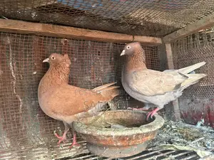 100% Pure Bombai Pair Kobutor