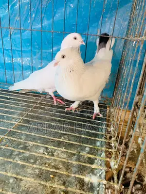 কবুতর বিক্রয় হবে