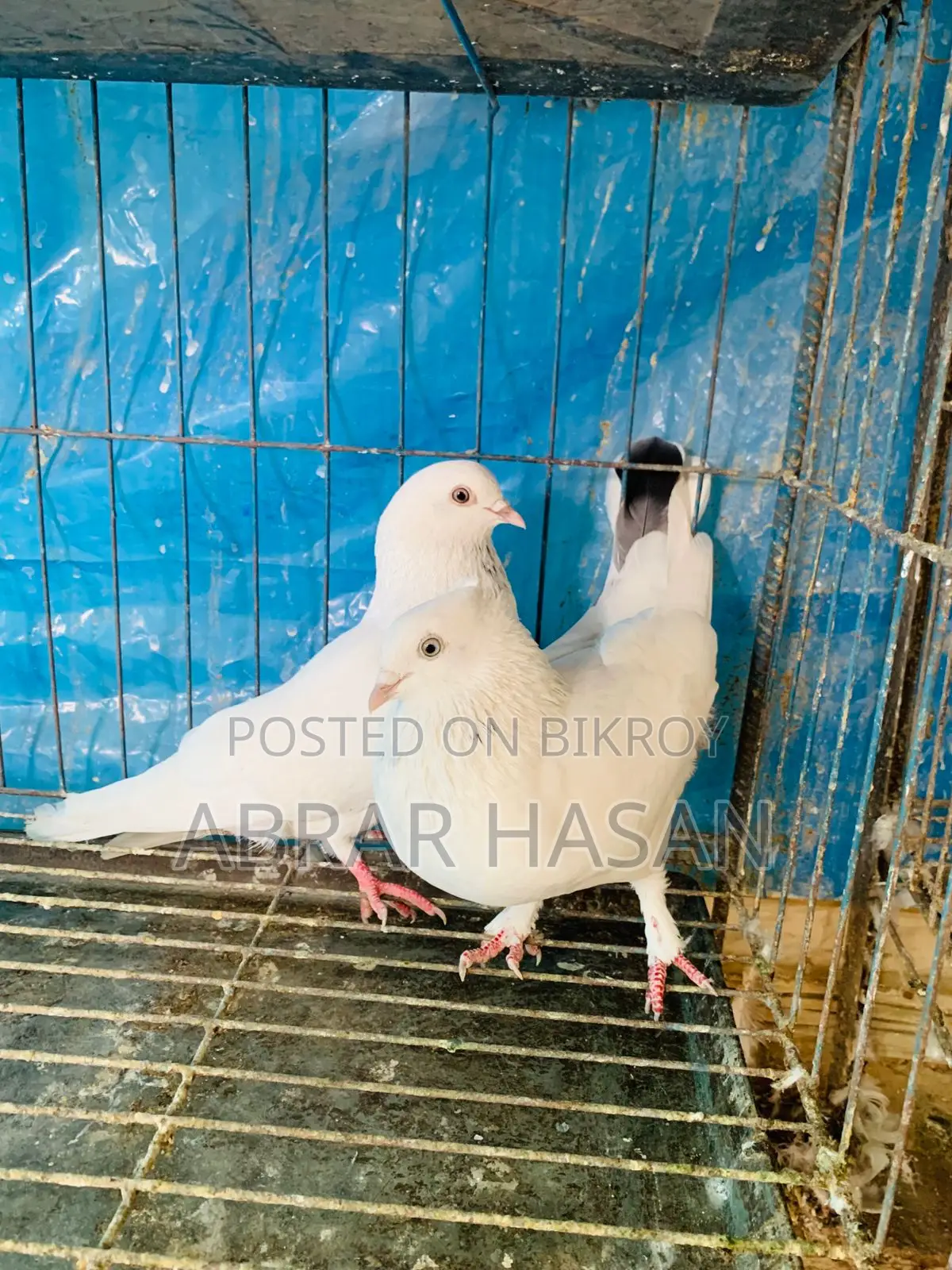 কবুতর বিক্রয় হবে