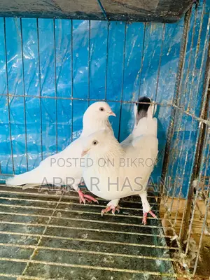 কবুতর বিক্রয় হবে