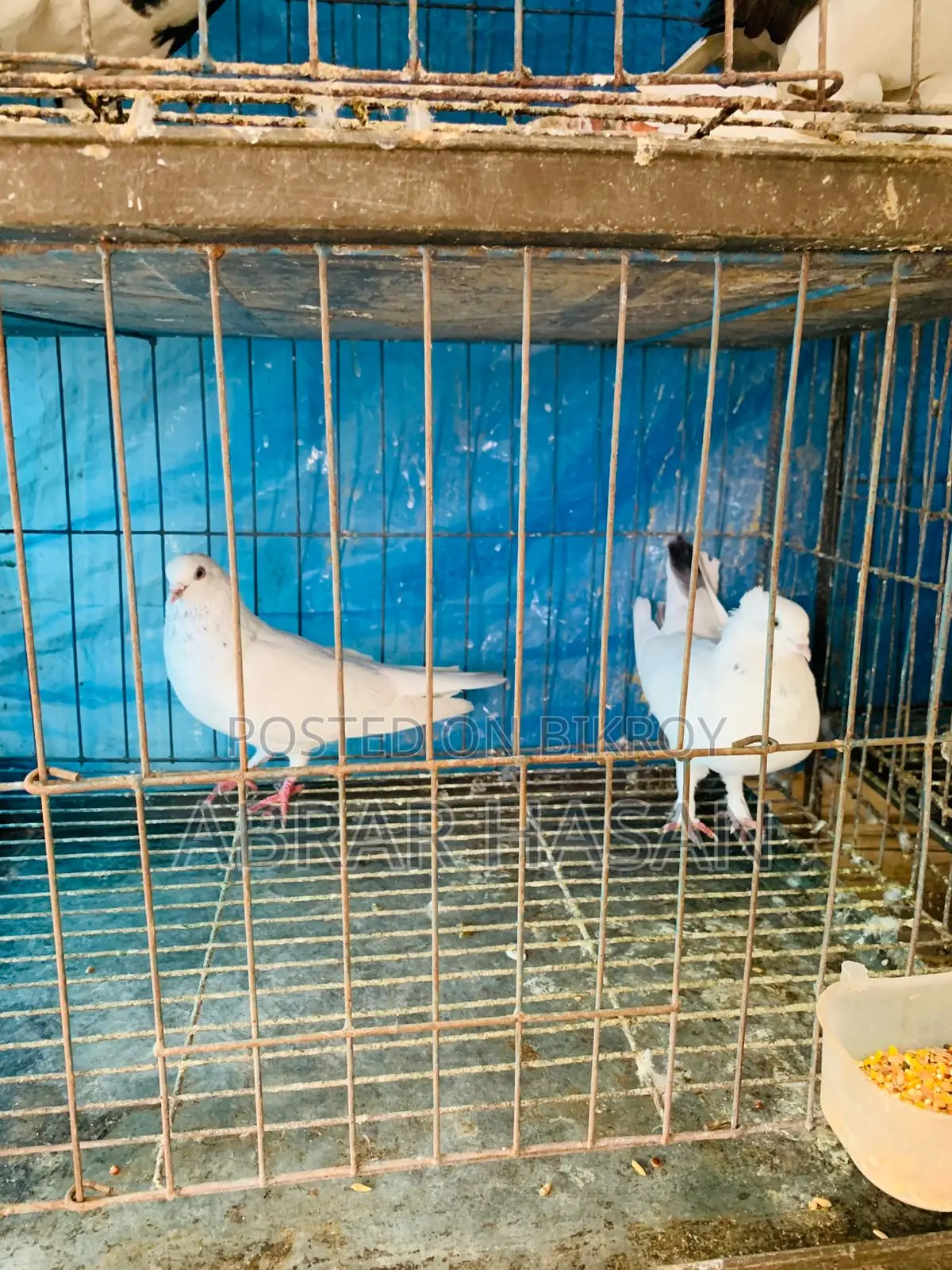 কবুতর বিক্রয় হবে