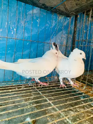 কবুতর বিক্রয় হবে