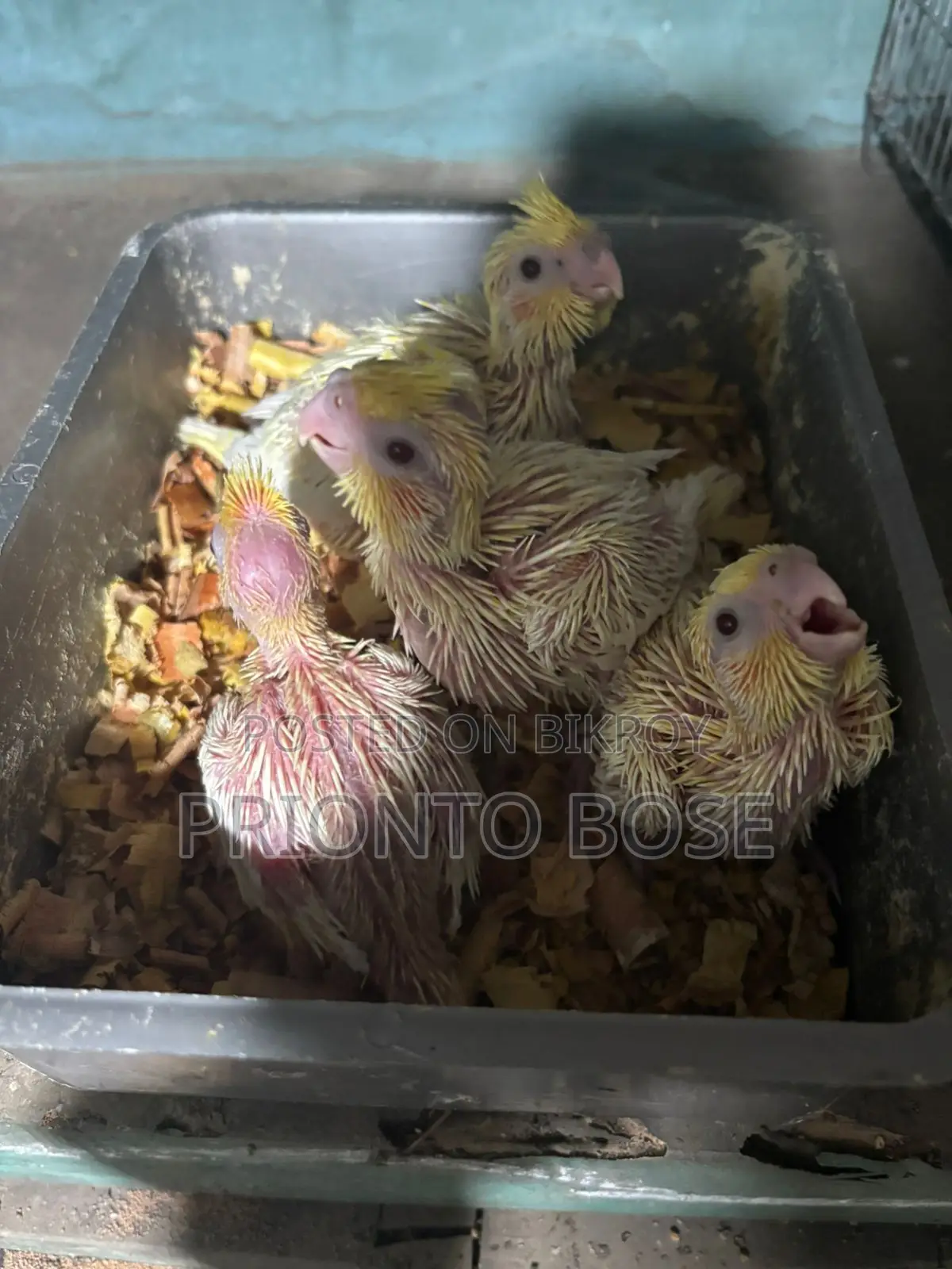 Lutino Pearl Cockatiel for Sale