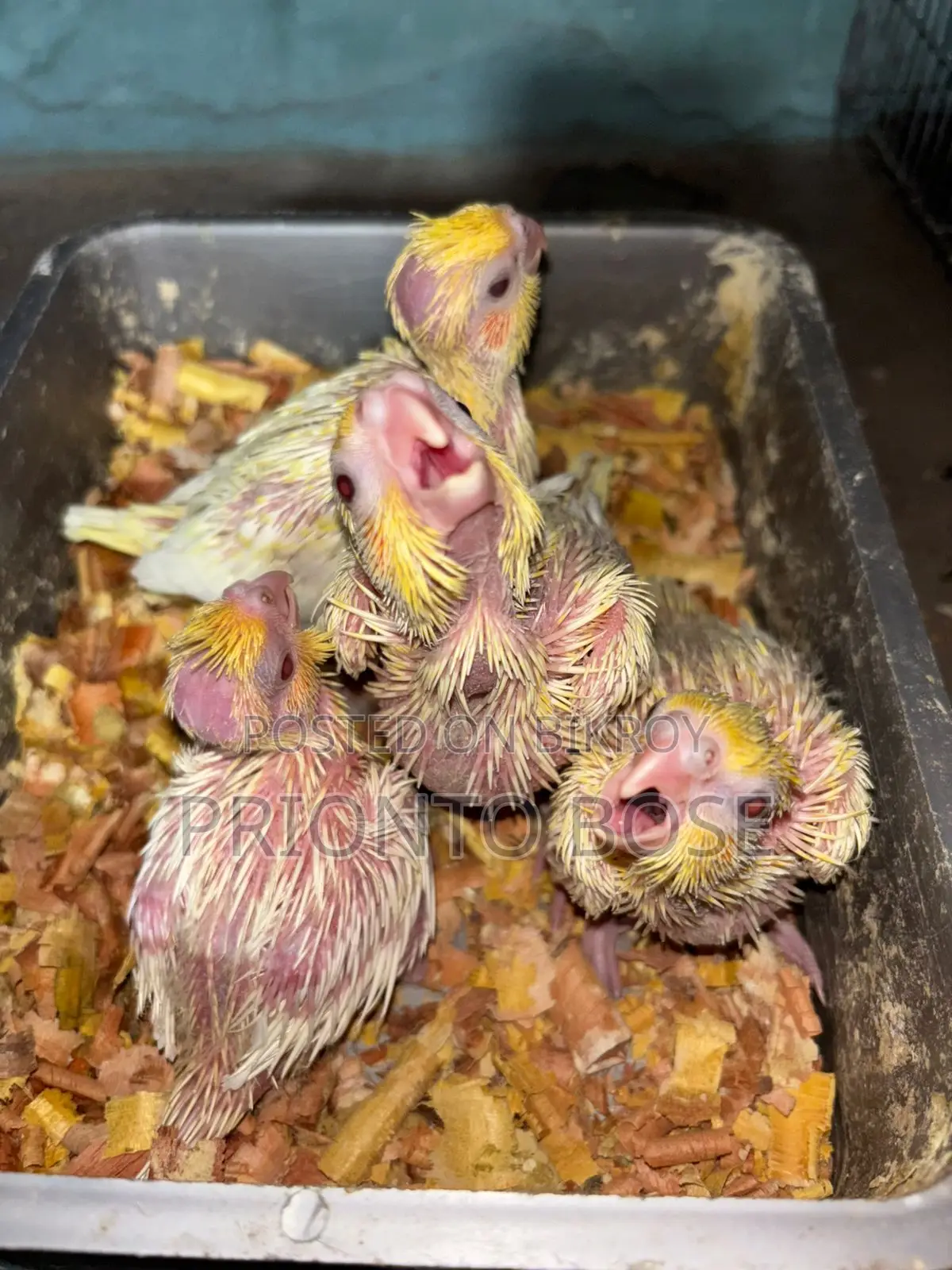 Lutino Pearl Cockatiel for Sale
