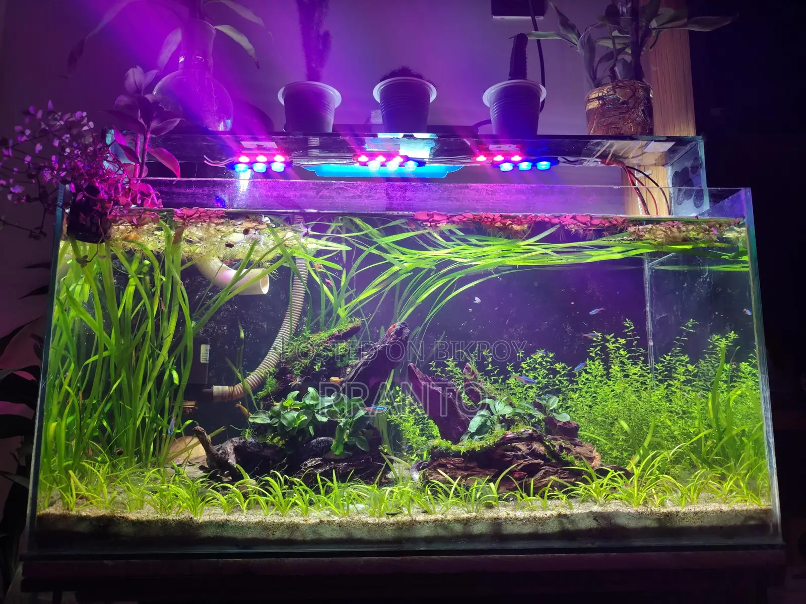 Mid-Tech Live Planted Aquarium