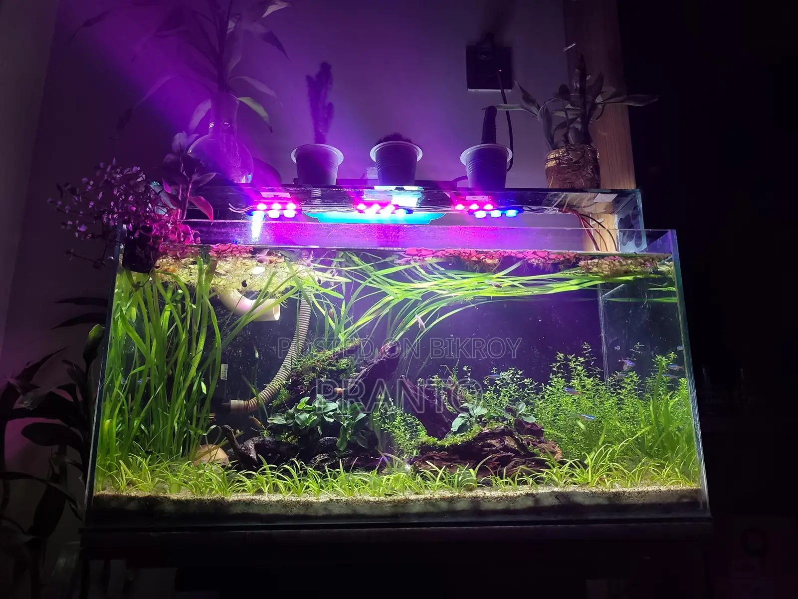 Mid-Tech Live Planted Aquarium