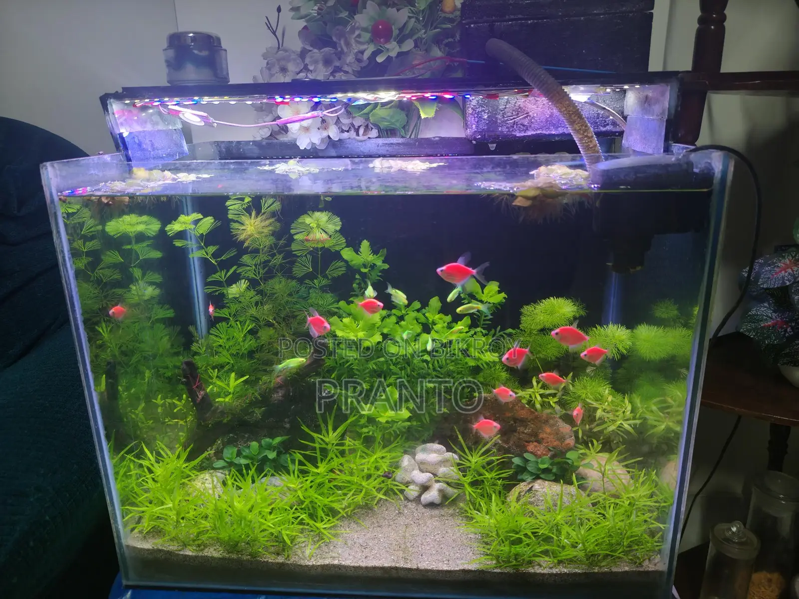 Mid-Tech Live Planted Aquarium