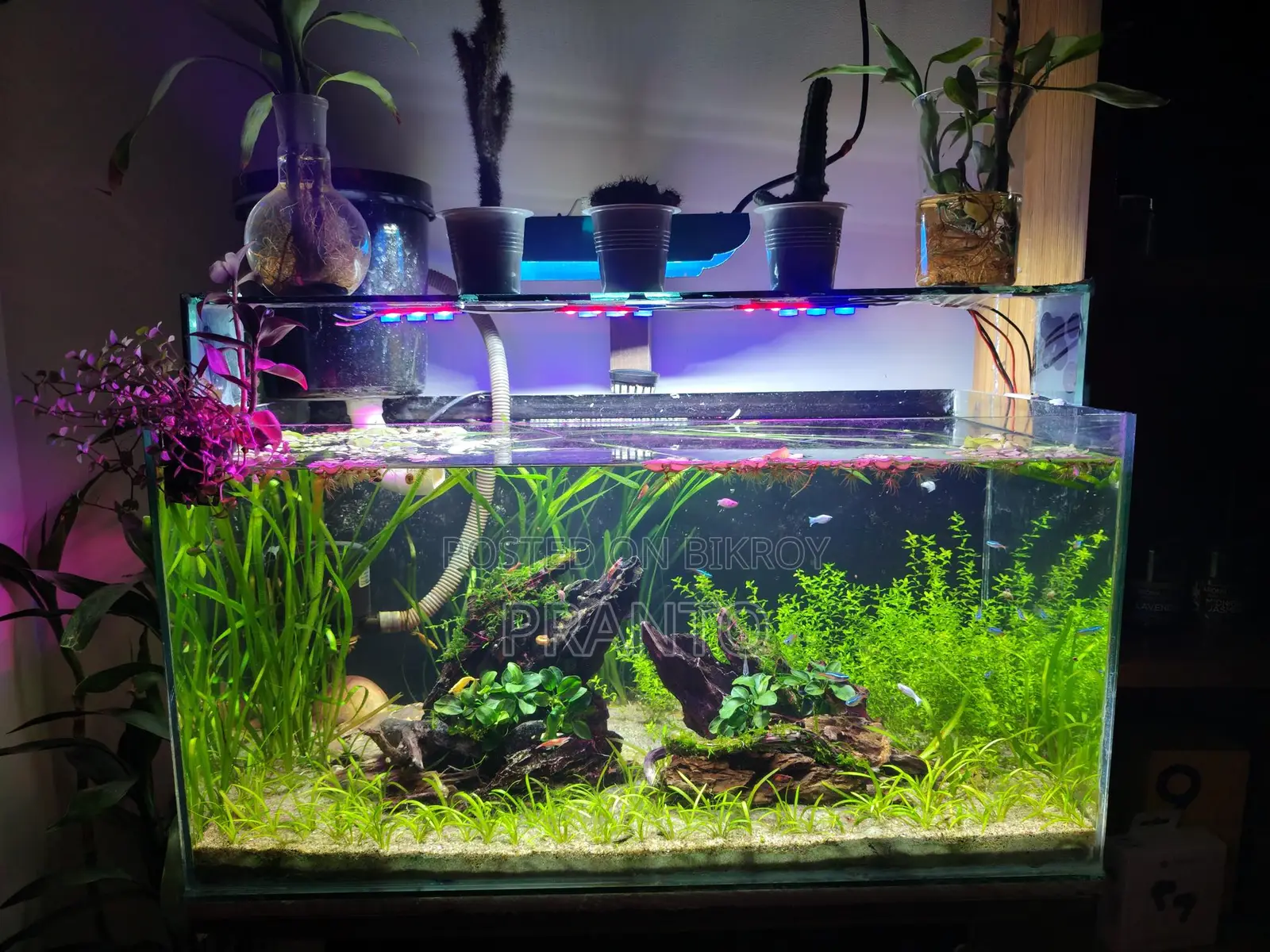Mid-Tech Live Planted Aquarium