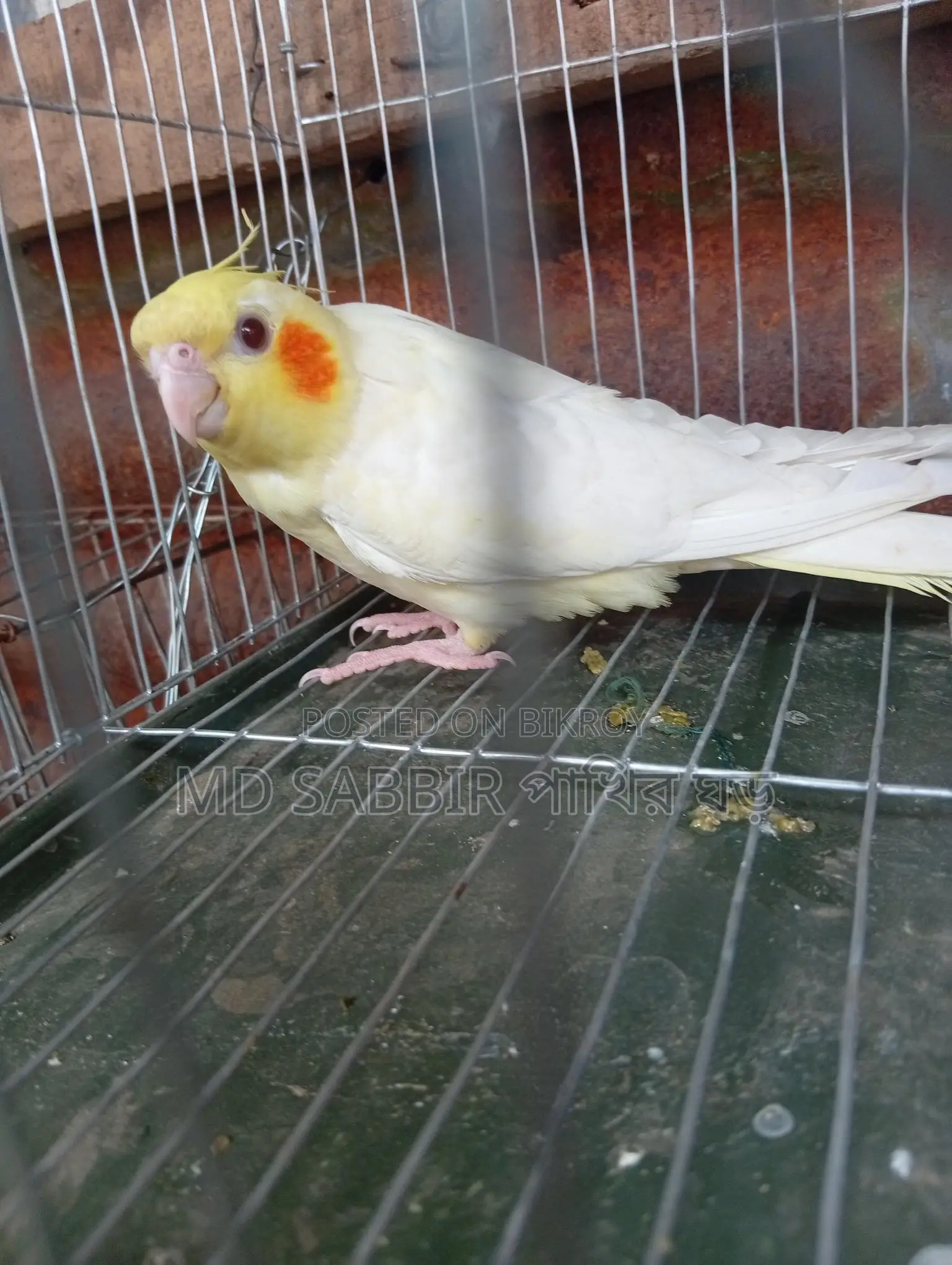 Cockatiel