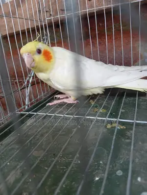 Cockatiel