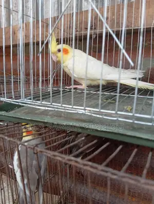 Cockatiel