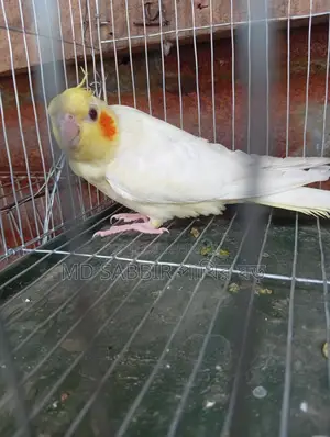 Cockatiel