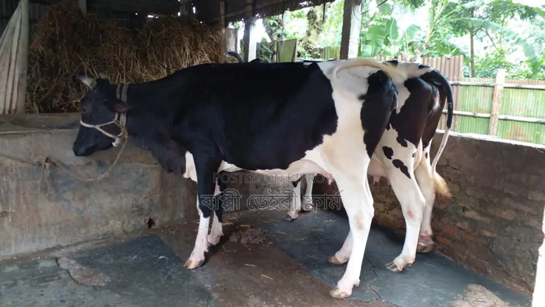 ১০৪০নং উন্নত জাতের ২টি গাভী কিনুন পোষার জন্য ।