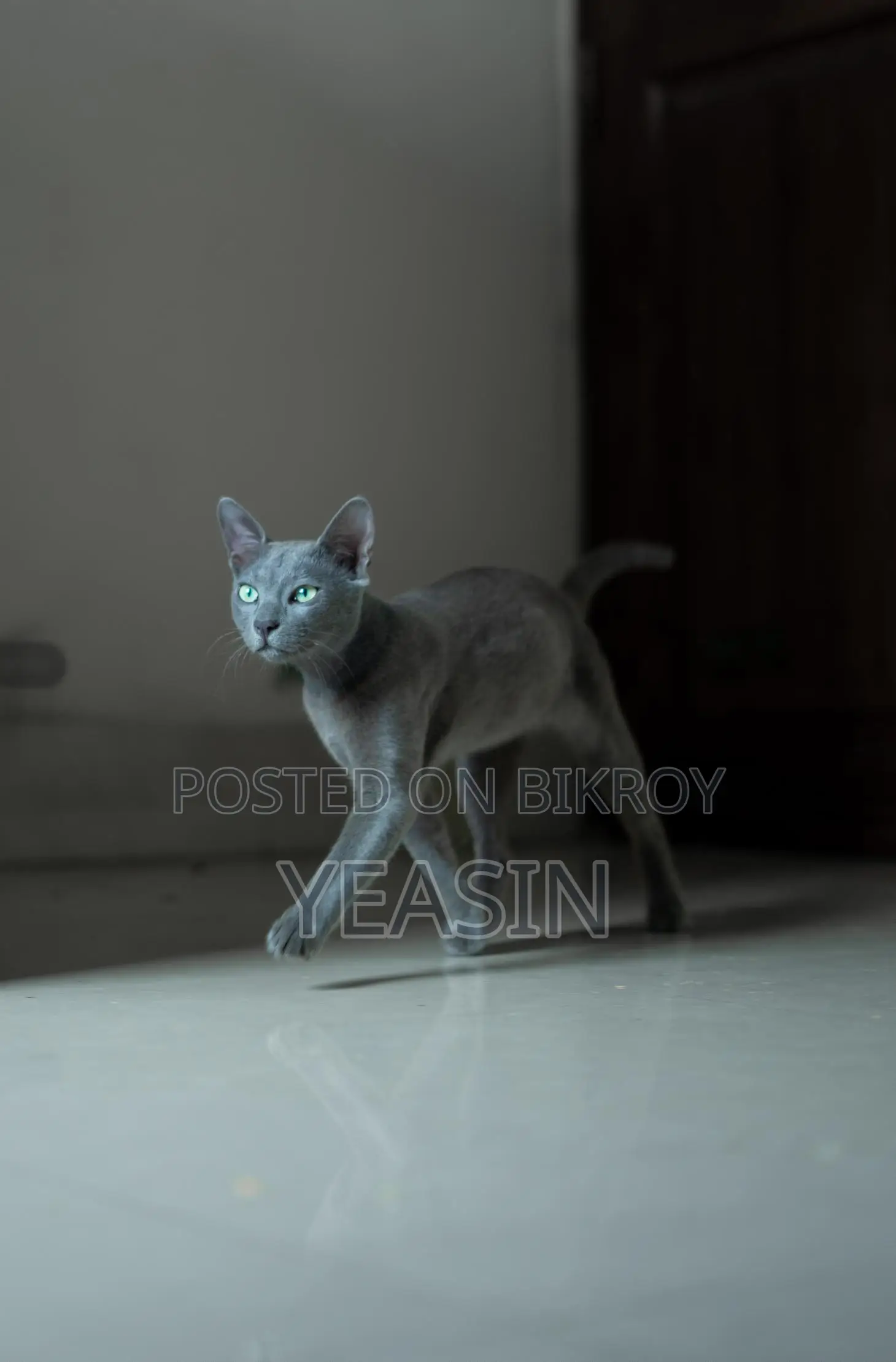 Russian Blue Kitten Male