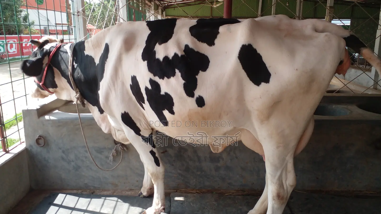 ১০৪৪ নং প্রতিদিন ১৬ লিটার দুধের গাভী কিনুন ।