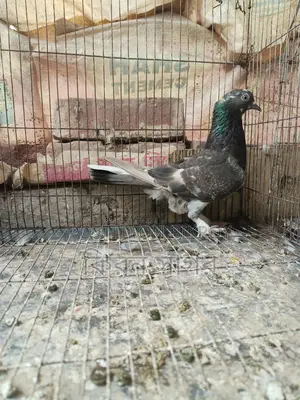 রাজশাহী গিরিবাজ ভালো জাতের মাদি