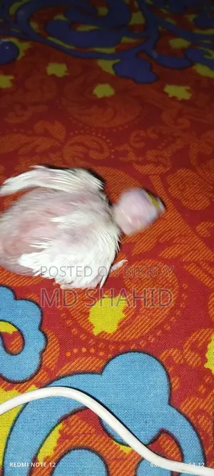 Lutino Cockatiel Chick