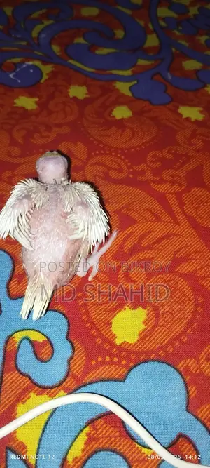 Lutino Cockatiel Chick