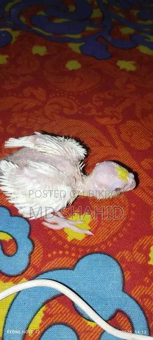 Lutino Cockatiel Chick