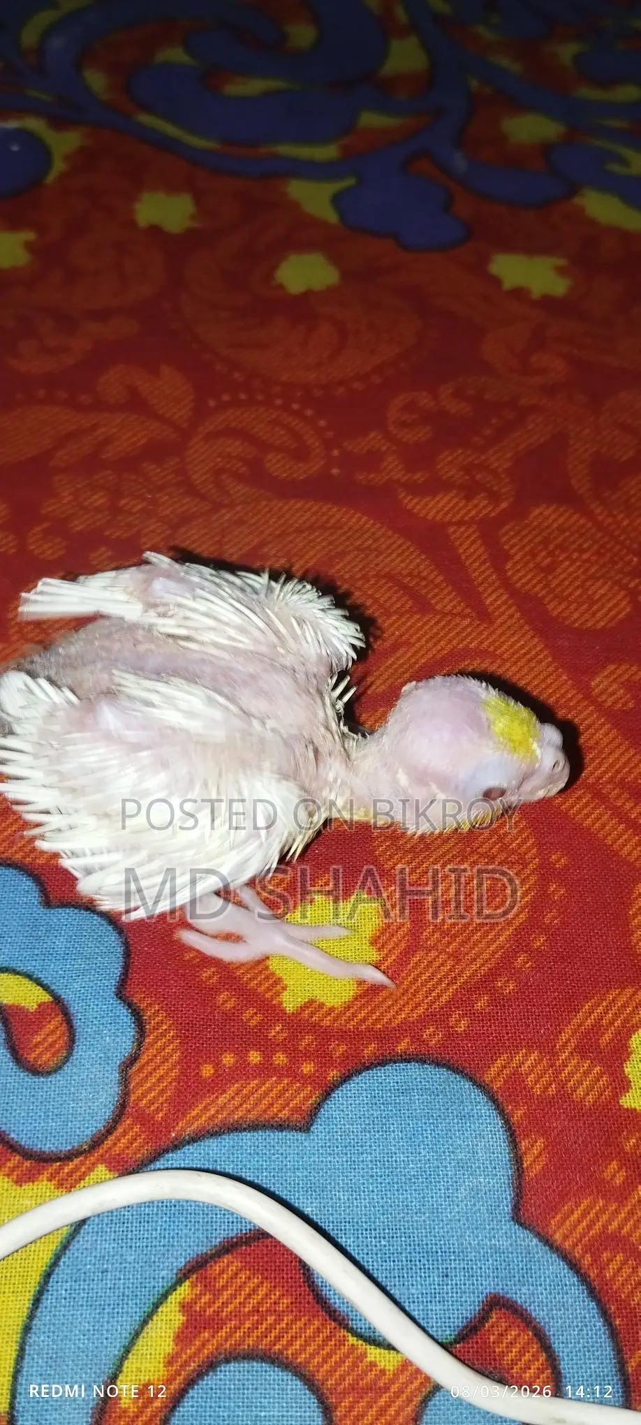 Lutino Cockatiel Chick