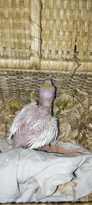 Lutino Cockatiel Chick