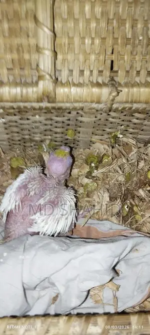 Lutino Cockatiel Chick