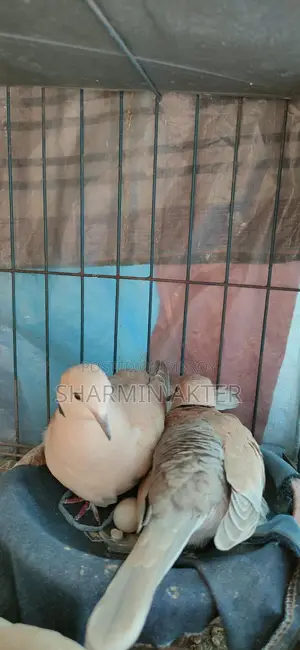 অস্ট্রেলিয়ান রিং ঘুঘু