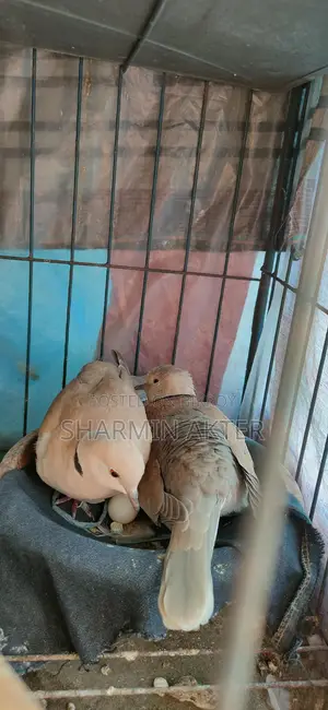 Australian Ringneck Dove
