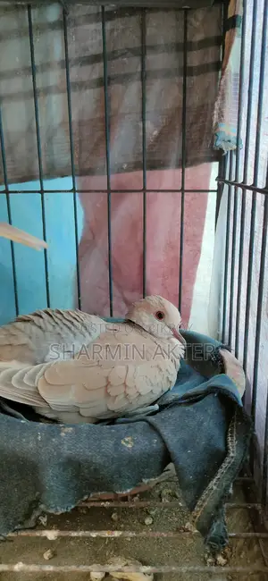 Australian Ringneck Dove