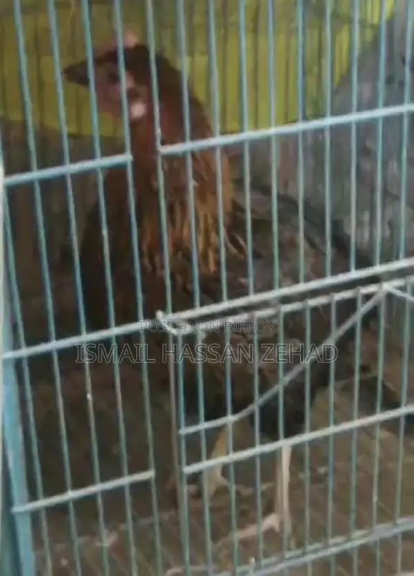 Deshi Murgi