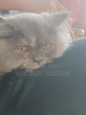 পার্শিয়ান মেয়ে বিড়াল