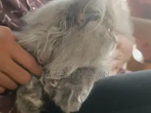পার্শিয়ান মেয়ে বিড়াল