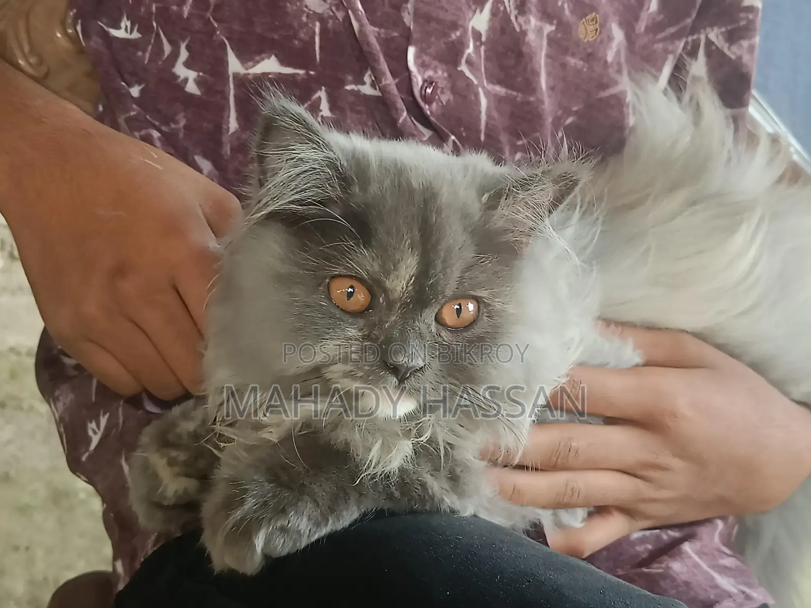 পার্শিয়ান মেয়ে বিড়াল