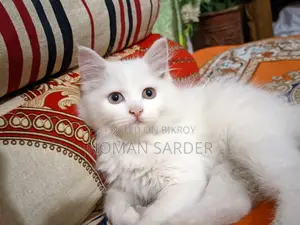 বিড়াল বিক্রয়
