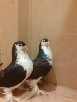 Lahore Pigeon