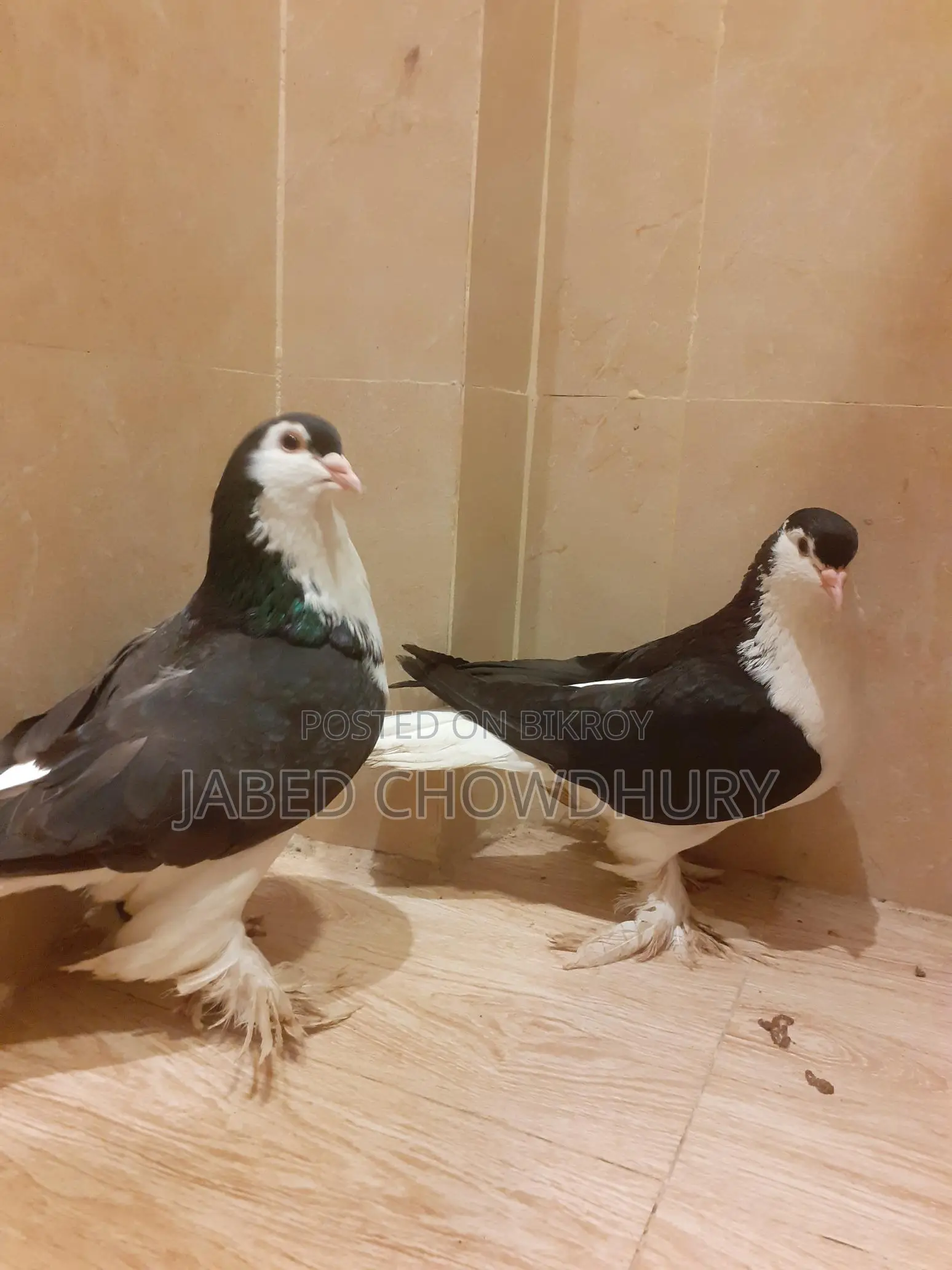 Lahore Pigeon