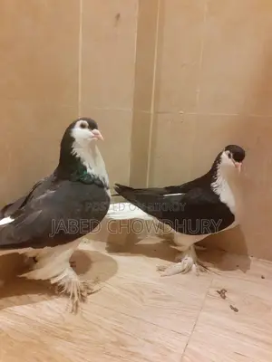 Lahore Pigeon